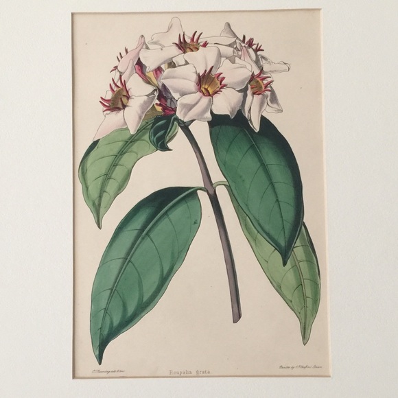 Van Houten Other - RARE 1800s Handpressed Botanical Floral Art